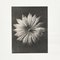 Karl Blossfeldt, Black & White Flowers, 1942, Etchings, Framed, Set of 9 6