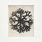 Karl Blossfeldt, Black & White Flowers, 1942, Etchings, Framed, Set of 9 10