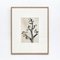 Karl Blossfeldt, Black & White Flowers, 1942, Etchings, Framed, Set of 9 14