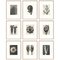 Karl Blossfeldt, Black & White Flowers, 1942, Etchings, Framed, Set of 9 1