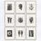 Karl Blossfeldt, Black & White Flowers, 1942, Etchings, Framed, Set of 9 18