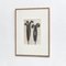Karl Blossfeldt, Black & White Flowers, 1942, Etchings, Framed, Set of 9 3
