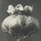 Karl Blossfeldt, Black & White Flower, 1942, Photogravure 6