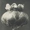 Karl Blossfeldt, Black & White Flower, 1942, Photogravure, Image 6