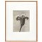 Karl Blossfeldt, Black & White Flower, 1942, Fotograbado, Imagen 1