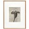 Karl Blossfeldt, Black & White Flower, 1942, Heliogravüre 1