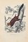 Paul Gervais, The Squirrel, Original Lithographie, 1854 1