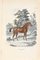 Paul Gervais, English Horse, Original Lithograph, 1854 1