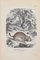 Lithographie Paul Gervais, Viscache, 1854 1