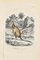 Paul Gervais, Kangaroo Dorsal, Lithographie Originale, 1854 1