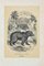 Lithographie Originale Paul Gervais, Ours Jongleur, 1854 1