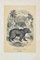 Paul Gervais, Ours Jongleur, Original Lithograph, 1854 1