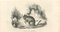 Paul Gervais, The Mouse, Original Lithographie, 1854 1