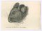 Paul Gervais, The Mouse, Original Lithograph, 1854, Image 1