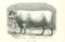 Paul Gervais, The Ox, Lithograph, 1854, Image 1