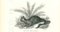 Paul Gervais, The Rabbit, 1854, Lithograph, Image 1