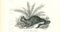 Paul Gervais, The Rabbit, 1854, Lithographie 1