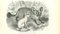 Paul Gervais, Fennec Fox, 1854, Lithograph 1