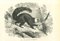 Litografia Paul Gervais, The Monkey, 1854, Immagine 1