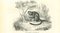 Litografia Paul Gervais, The Monkey, 1854, Immagine 1