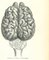Paul Gervais, The Brain, 1854, Lithograph 1