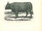 Paul Gervais, The Ox, 1854, Lithograph 1