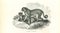 Paul Gervais, Cheetah, 1854, Lithograph 1