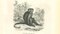 Paul Gervais, Sajou Brun, 1854, Lithographie 1