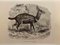 Paul Gervais, L'antilope, 1854, Lithographie 1