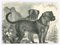 Paul Gervais, The Dogs, 1854, Lithograph 1