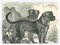 Paul Gervais, The Dogs, 1854, Lithographie 1