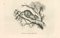 Paul Gervais, The Mouse, 1854, Litografia, Immagine 1