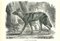 Paul Gervais, Afrikanischer Wildhund, 1854, Lithographie 1