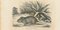 Paul Gervais, The Mouse, 1854, Litografía, Imagen 1