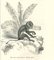 Paul Gervais, The Monkey, 1854, Litografía, Imagen 1