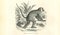 Paul Gervais, The Monkey, 1854, Litografía, Imagen 1