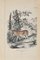 Paul Gervais, Equus Hemionus, Original Lithographie, 1854 1