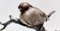 Oiseau en Céramique Peinte à la Main et Laquée par Piero Cedraschi, Italie 10