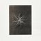Karl Blossfeldt, Black & White Flowers, Photogravure, 6er Set 9