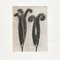 Karl Blossfeldt, Black & White Flowers, Photogravure, Set of 6 8