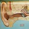 Sense of Hearing and Balance Equilibrum Wall Chart Medical Poster 2