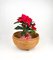 Rattan Round Flower Stand Plant Holder, Italy, 1960s, Image 4