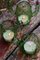 Recipientes Cactus Mania venecianos de vidrio de Casarialto, Imagen 10