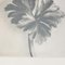 Schwarz-weiße botanische Blumen von Karl Blossfeldt, 3er Set 7