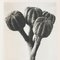 Black & White Botanic Flower Photogravures by Karl Blossfeldt, Set of 3 15
