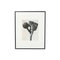 Black & White Botanic Flower Photogravures by Karl Blossfeldt, Set of 3 3