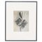 Black & White Botanic Flower Photogravures by Karl Blossfeldt, Set of 3 4