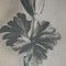 Black & White Botanic Flower Photogravures by Karl Blossfeldt, Set of 3 8