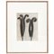 Karl Blossfeldt, Flower Image, 1942, Black & White Photogravures, Set of 6, Image 10