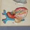 Antike Anatomische Klappbroschüre mit Anatomie des Menschen 6